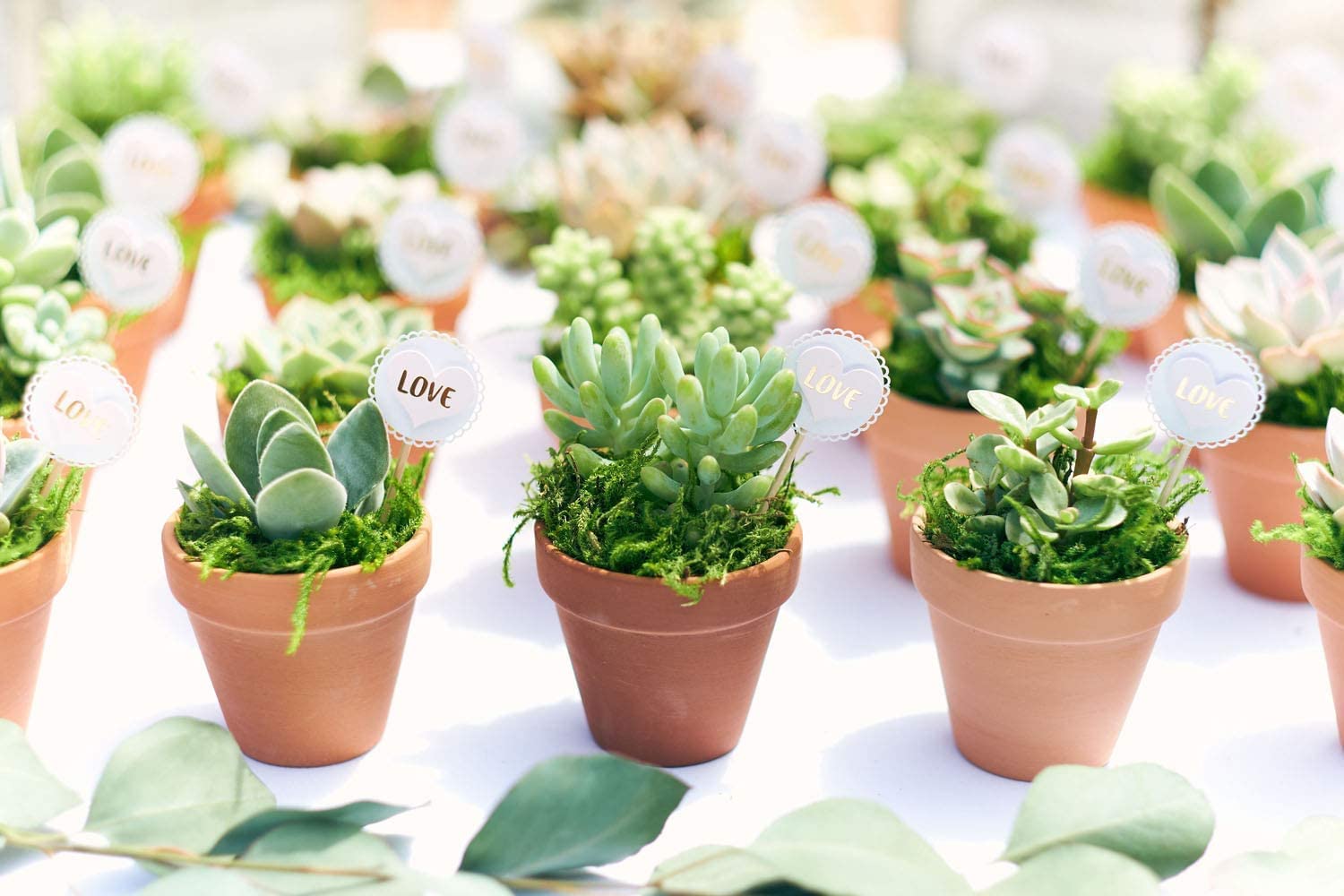 Shop Live Succulents | Bulk Rosette Succulent Plants | Mini Echeveria in 2 Inch Pots | Wedding Favors, Bouquets & Decor | Perfect for Centerpieces, Bridal Showers & Home Gardening