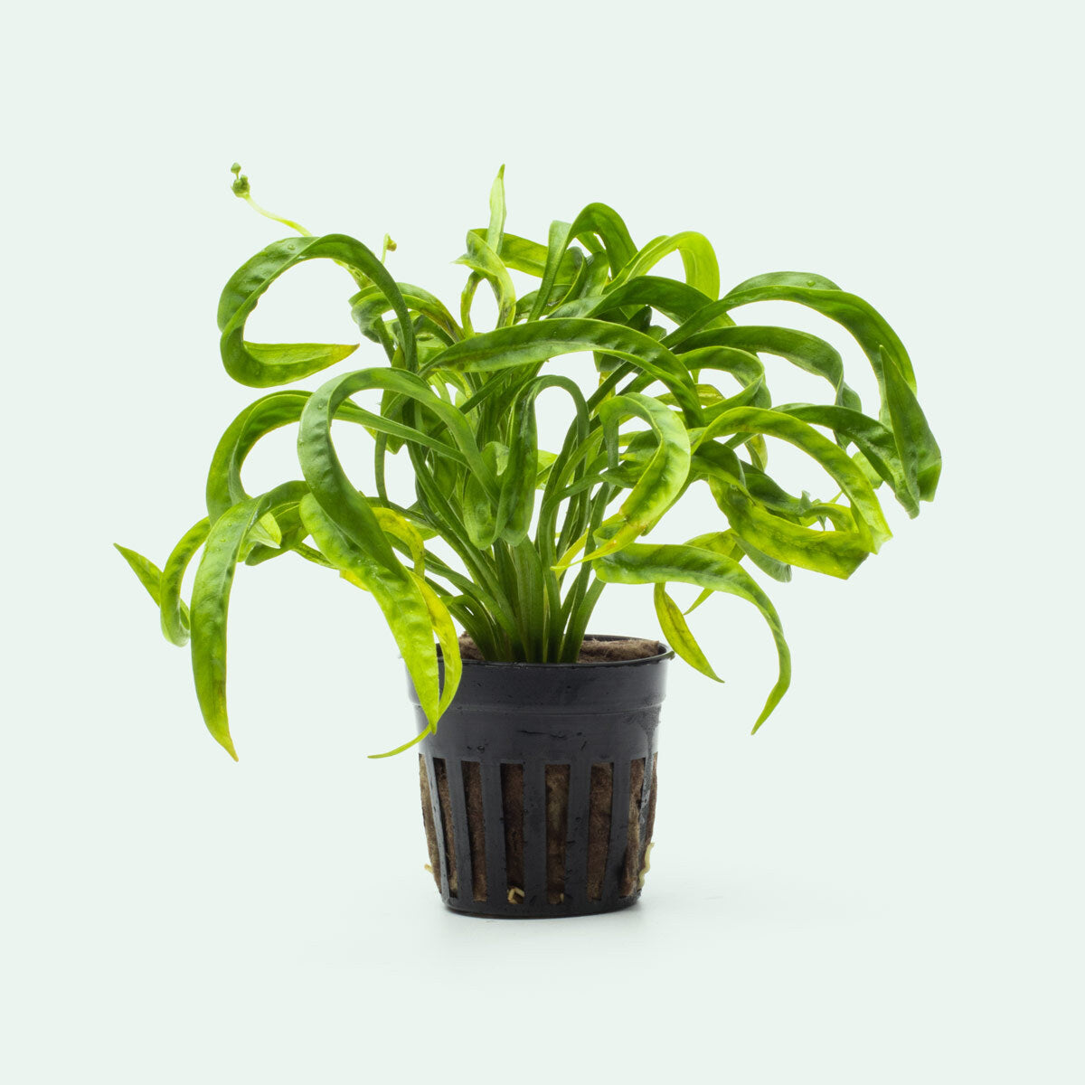 Helanthium Vesuvius Aquatic Plant for Freshwater Aquariums - Perfect for Aquascaping, Fish Tanks & Planted Aquariums