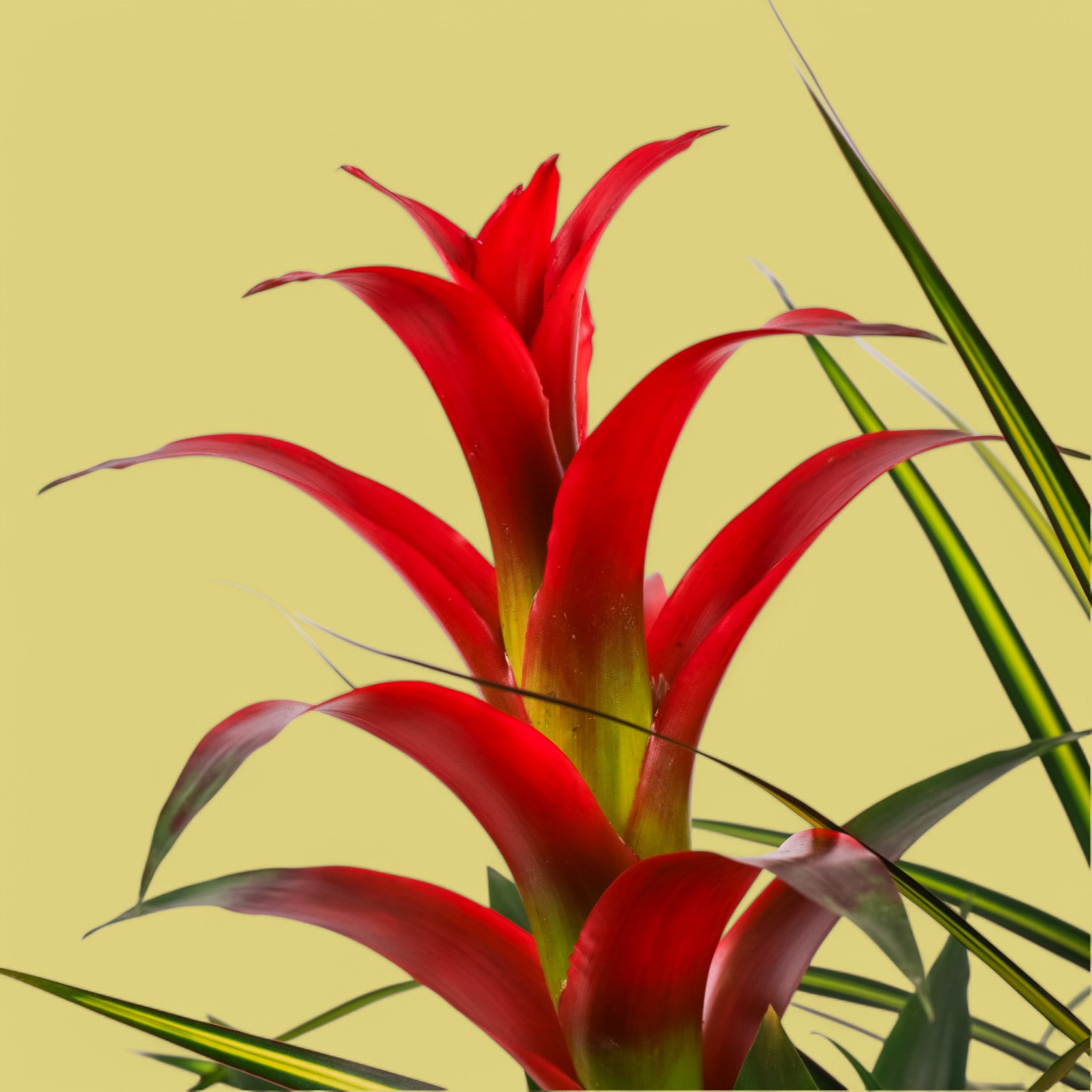 Tropical Trio Planting Kit - 3 Exotic Indoor Plants for Home & Office Decor | Perfect for Housewarming Gifts, Desk Plants, and Living Room Greenery