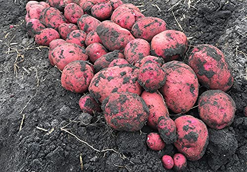 Simply Seed™ - 5 Lb Non-GMO Seed Potatoes (Red Pontiac & German Butterball) for Home Gardening, Planting & Organic Farming