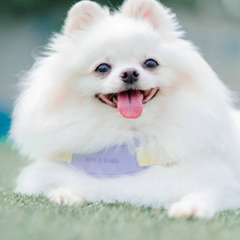 Pups Bubs Jelly Harness - Soft & Comfortable Dog Harness for Small & Medium Dogs - Perfect for Walking, Training & Outdoor Adventures
