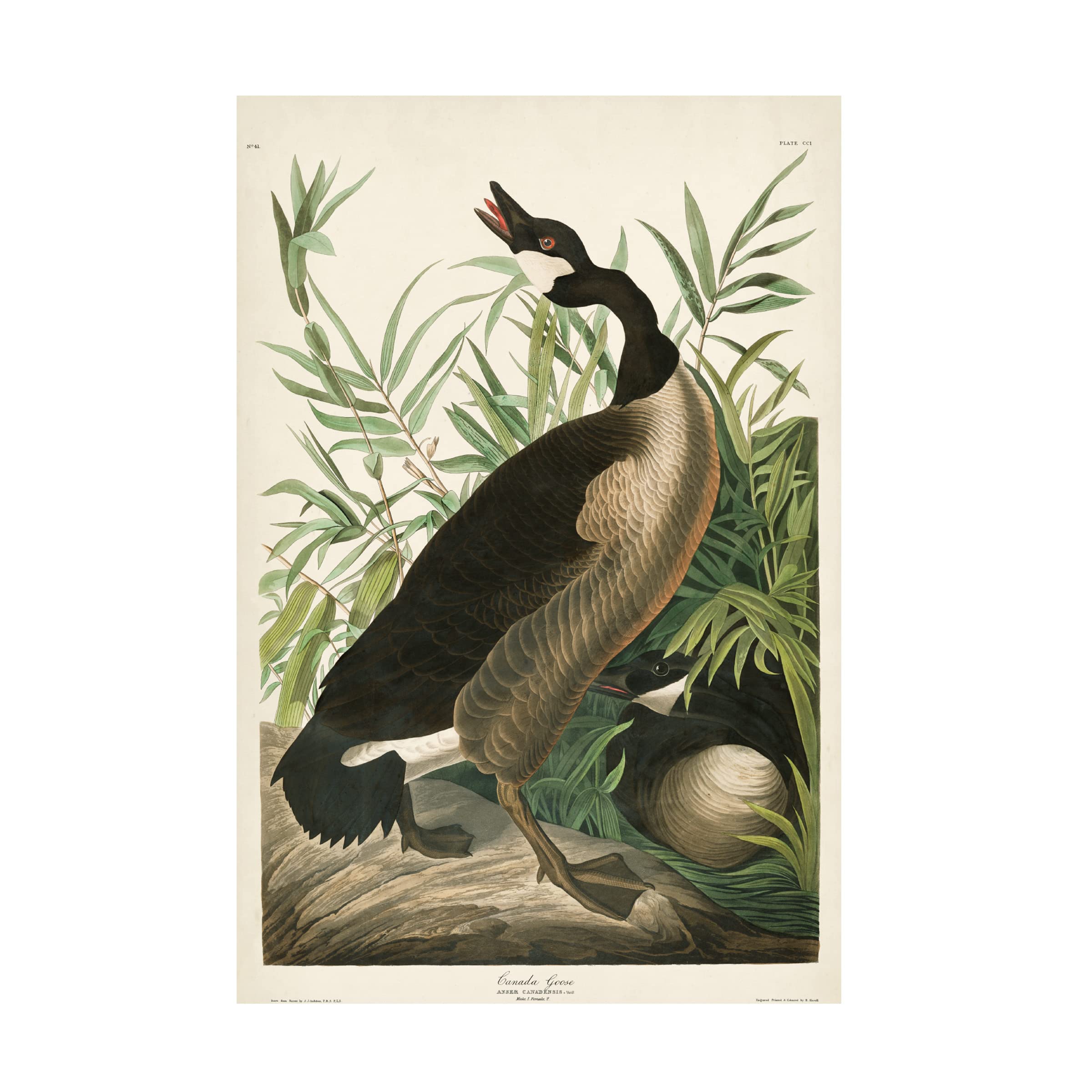 John James Audubon Canada Goose Fine Art Canvas Print 16x24 - Premium Wildlife Wall Decor for Living Room, Office & Cabin