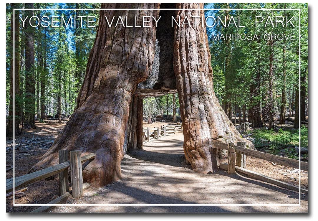 Mariposa Grove Yosemite National Park Souvenir Fridge Magnet - 2.5