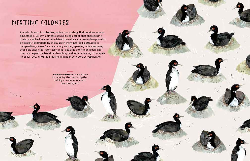 Nests, Eggs, Birds: An Illustrated Aviary Book - Beautiful Bird Watching Guide for Nature Lovers, Perfect for Birding Enthusiasts and Home Decor