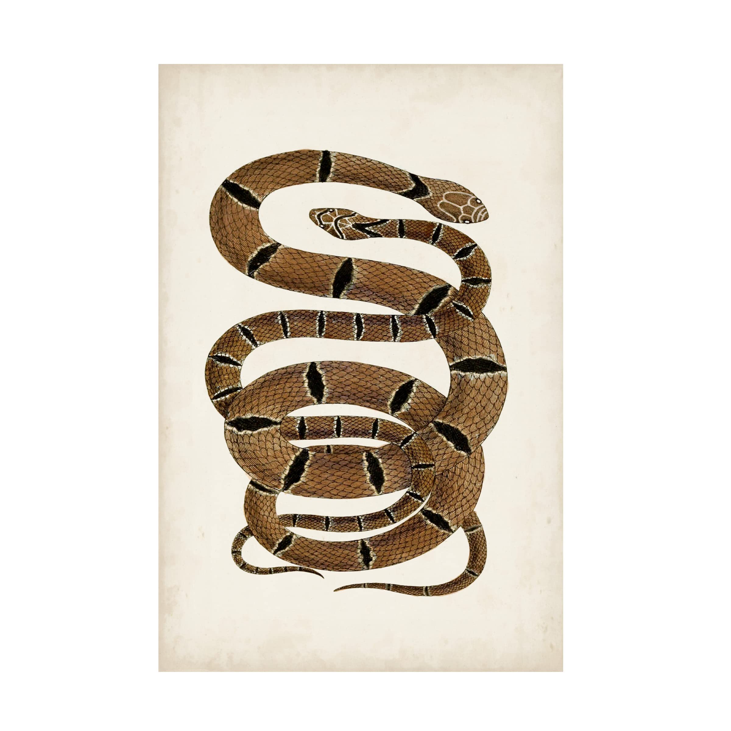 Trademark Fine Art 'Antique Snakes III' Canvas Wall Art Print by Vision Studio - Vintage Reptile Decor for Living Room, Bedroom & Office