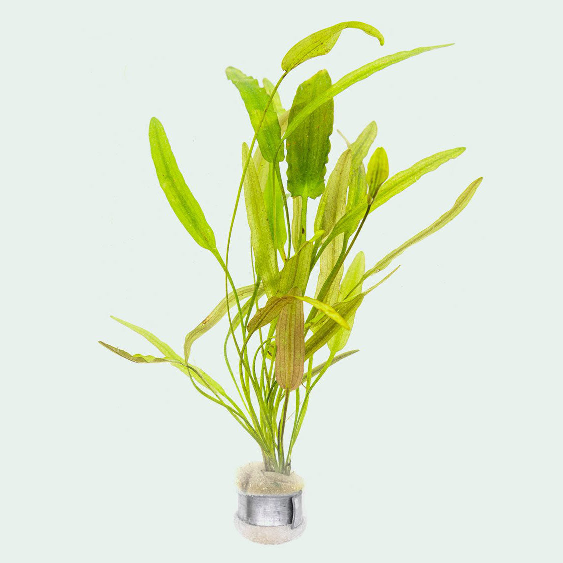 Aponogeton Natans Live Aquatic Plant for Freshwater Aquariums - Perfect for Fish Tanks, Ponds & Aquatic Gardens | Easy to Grow & Maintain