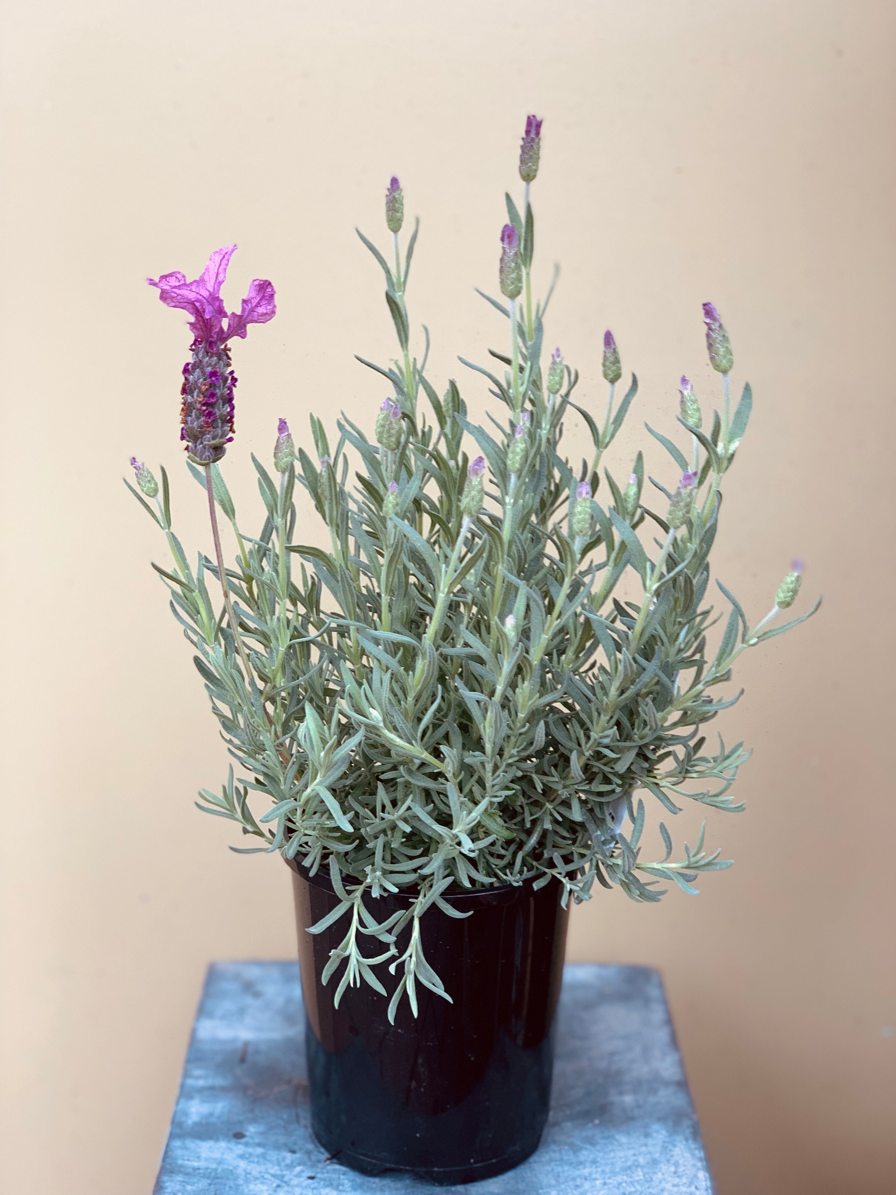 Lavender 'Pink Frills' - Fragrant Pink Flowering Perennial Plant for Gardens, Landscaping & Aromatherapy | Perfect for Borders, Containers & Relaxation Spaces