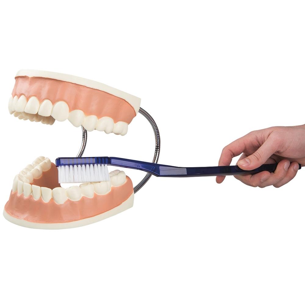 Giant Dental Care Model - 3X Life Size Demonstration Teeth for Dentist & Student Training | Perfect for Dental Offices, Classrooms & Educational Presentations