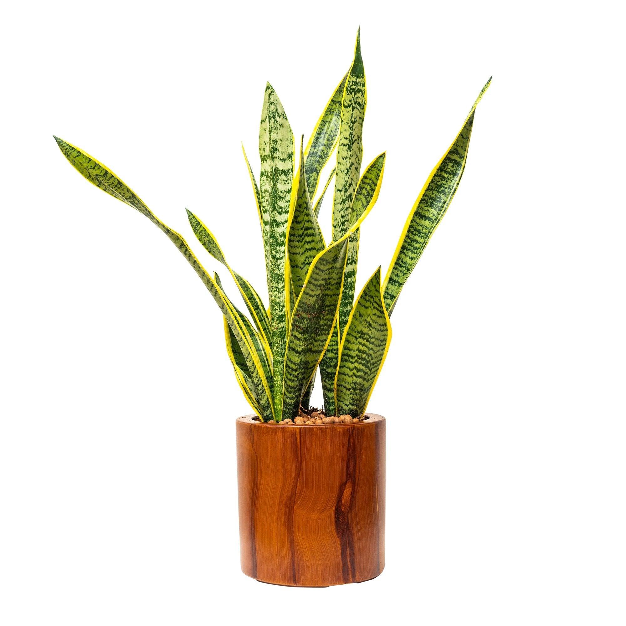 CATLEZA Round Planter - Modern Decorative Flower Pot for Indoor Plants, Succulents & Home Decor - Perfect for Living Room, Office & Garden Decorations