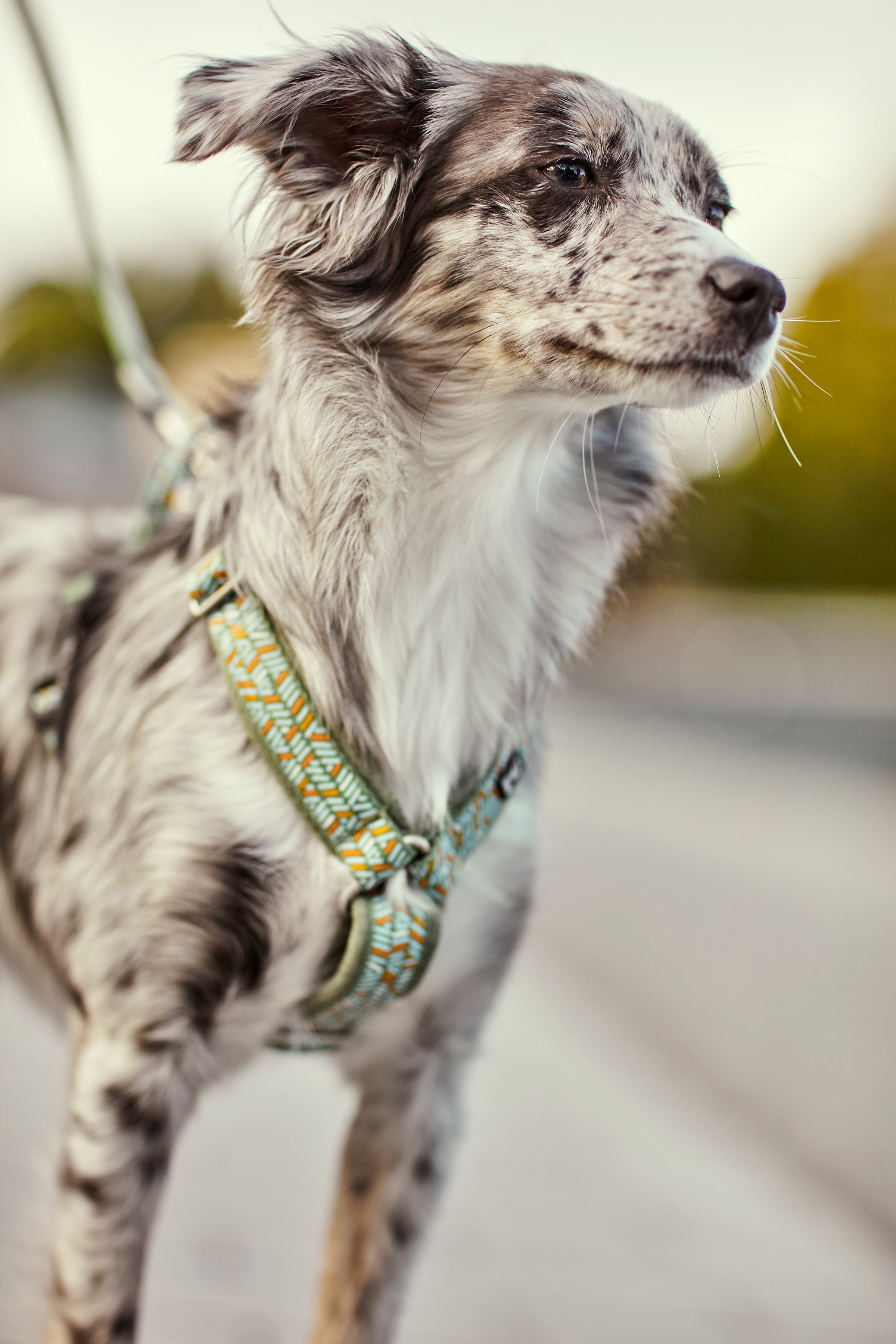 Hurtta Y Front Dog Harness - Reflective Razzle Dazzle & Bilberry Colors for Medium/Large Dogs - Perfect for Walking, Hiking & Outdoor Adventures
