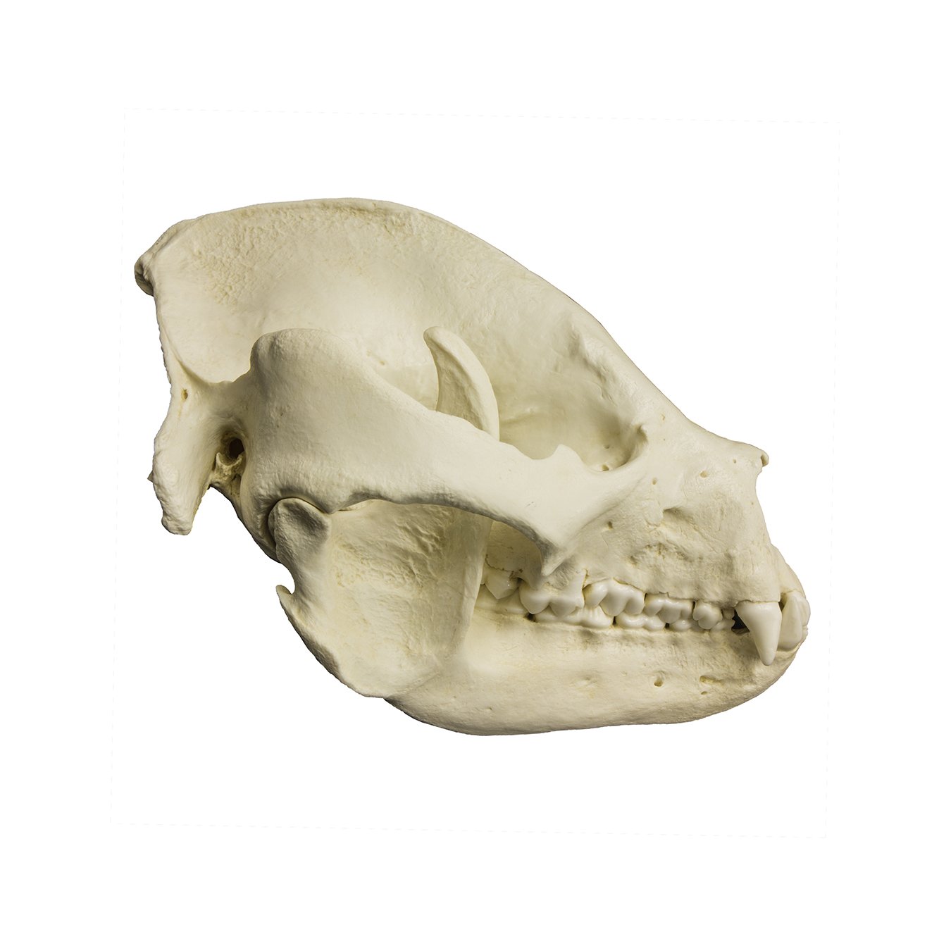 Giant Panda Skull Replica - Lifelike Adult Size Animal Skull Model for Home Decor, Halloween Props, and Educational Displays