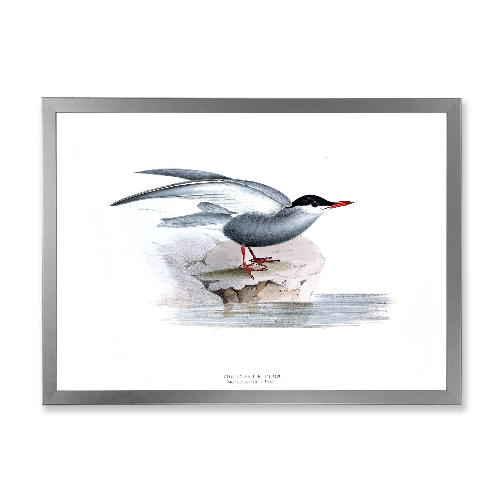 Vintage European Bird Art - Traditional Framed Wall Decor for Living Room, Bedroom & Office - Handcrafted Home Decor Painting