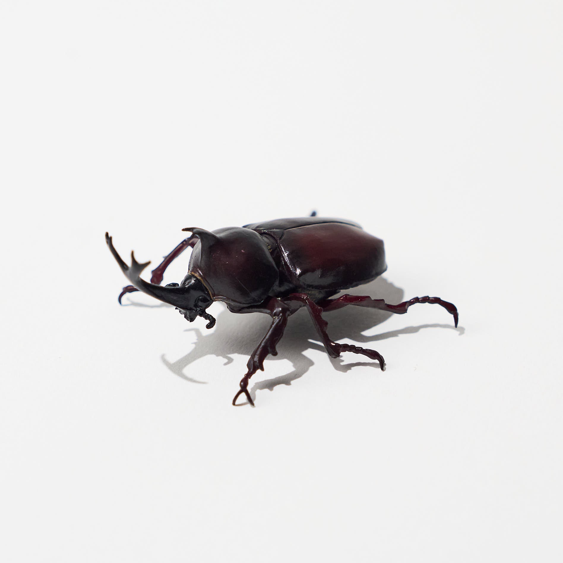 Nature of Japan Japanese Creatures 2 Gacha Capsule Toys - Collectible Kawaii Animal Figures for Anime Fans, Gift Ideas & Desk Decor