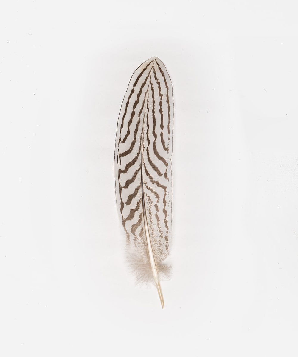 Silver Pheasant Tail Hat Feather - Natural Decorative Feather for Hats, Costumes, and DIY Crafts - Perfect for Fashion Accessories, Cosplay, and Home Decor