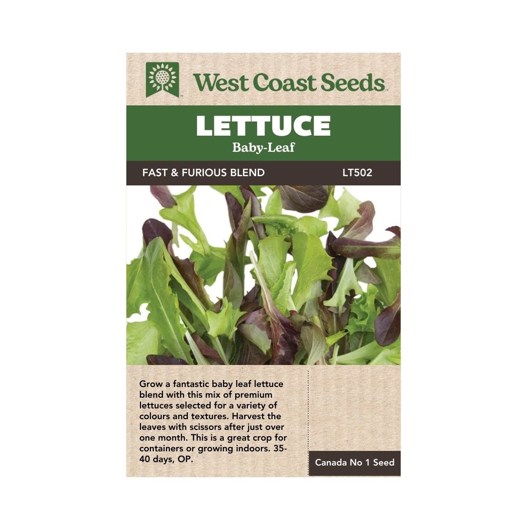 Fast & Furious Blend Organic Lettuce Seeds - Non-GMO, Heirloom Variety for Home Gardening, Hydroponics & Fresh Salads - Perfect for Indoor/Outdoor Planting