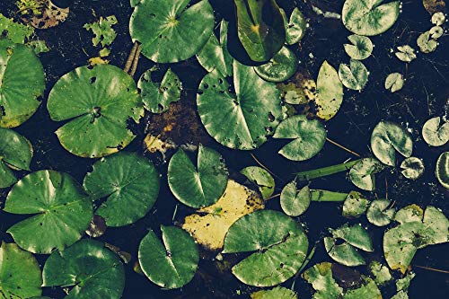 Vibrant Water Lily Pond Nature Poster - 20x30 Inch Laminated Wall Art with Bright Colors & Vivid Imagery - Perfect for Home Decor, Office, or Classroom - Fits Standard Frames