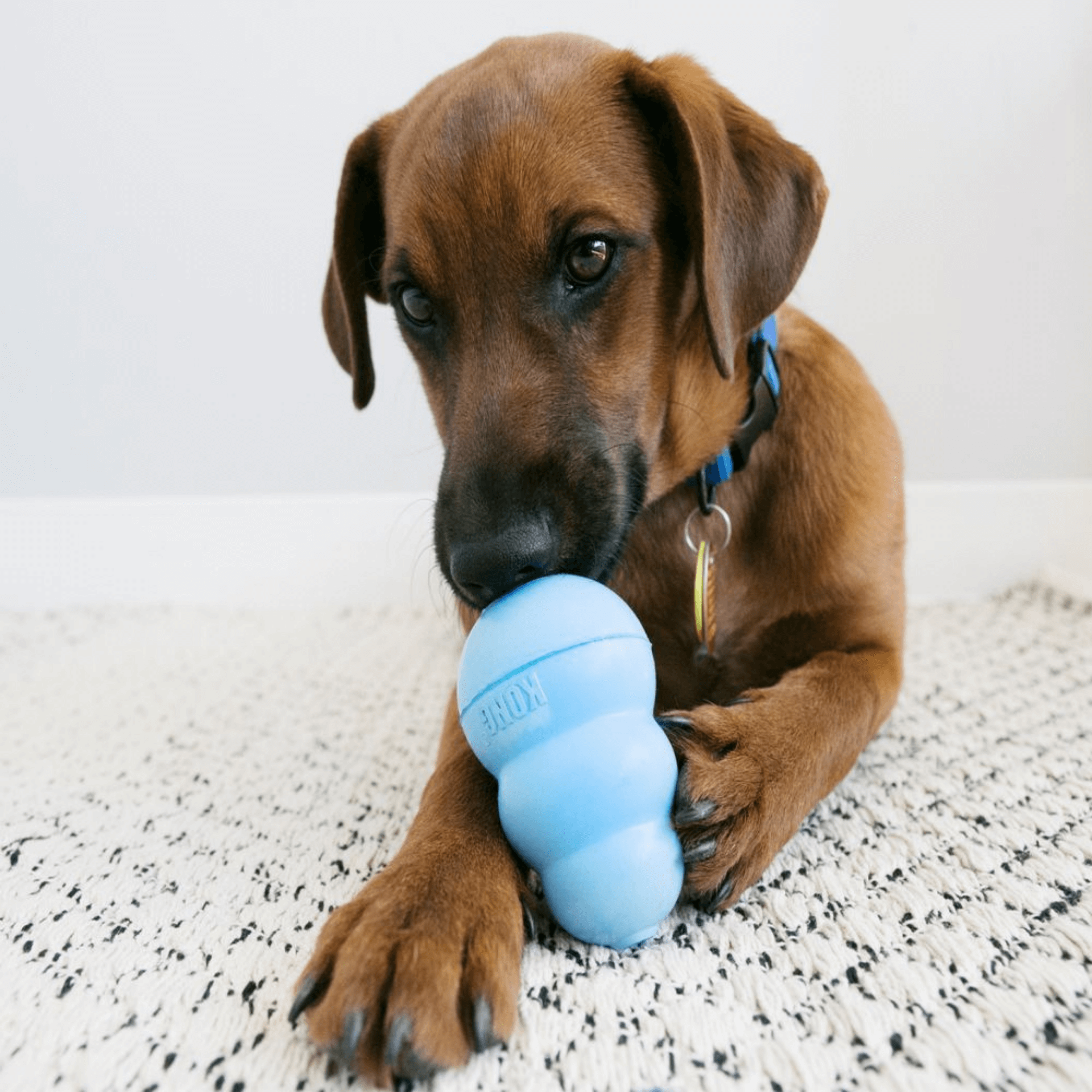 KONG Puppy Chew Toy - Medium Size, Pink or Blue - Durable Dog Chew Toy for Puppies, Teething Relief & Playtime Fun - Perfect for Small to Medium Dogs