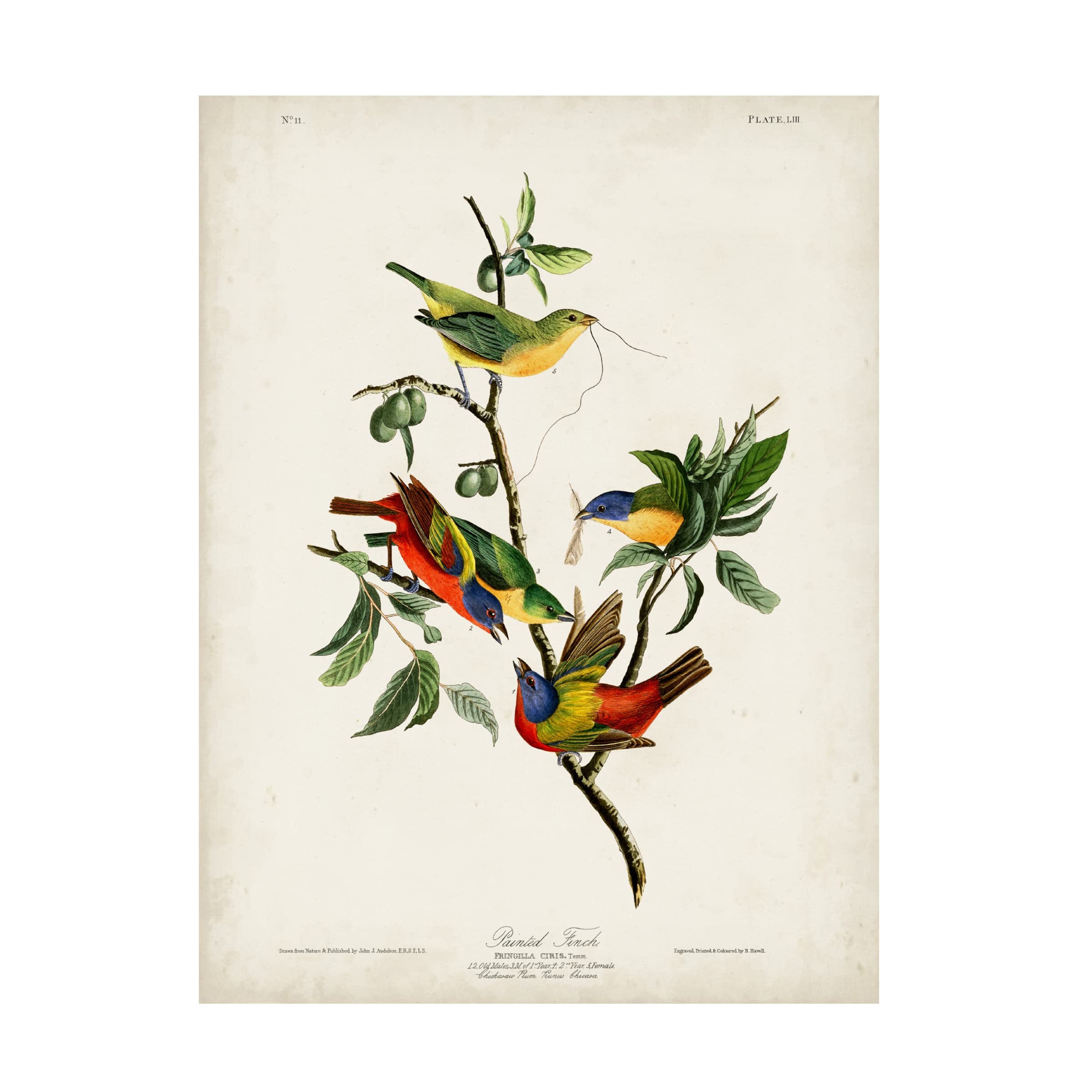 John James Audubon 'Painted Finch' Canvas Art Print - 14x19 Inch Wildlife Bird Wall Decor - Perfect for Living Room, Bedroom & Office