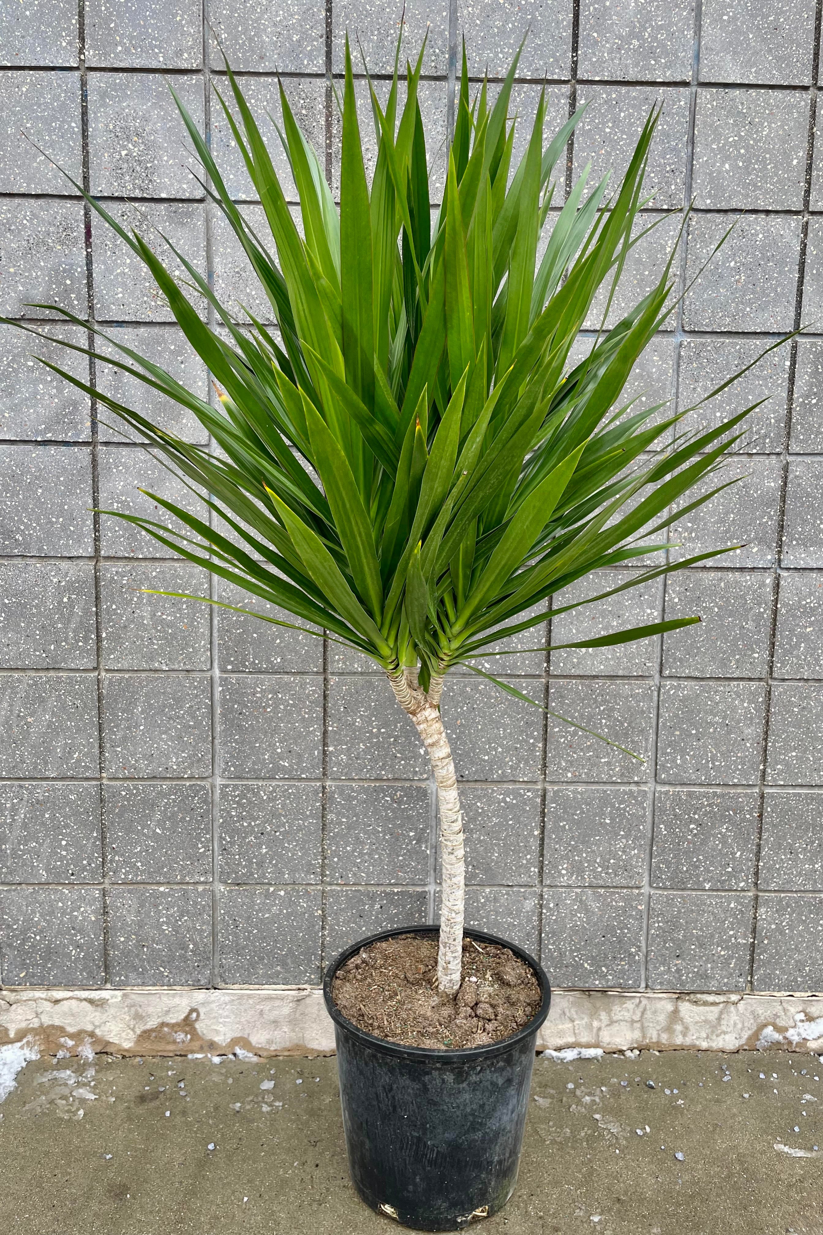 Dracaena 'Tarzan' Standard Form 14