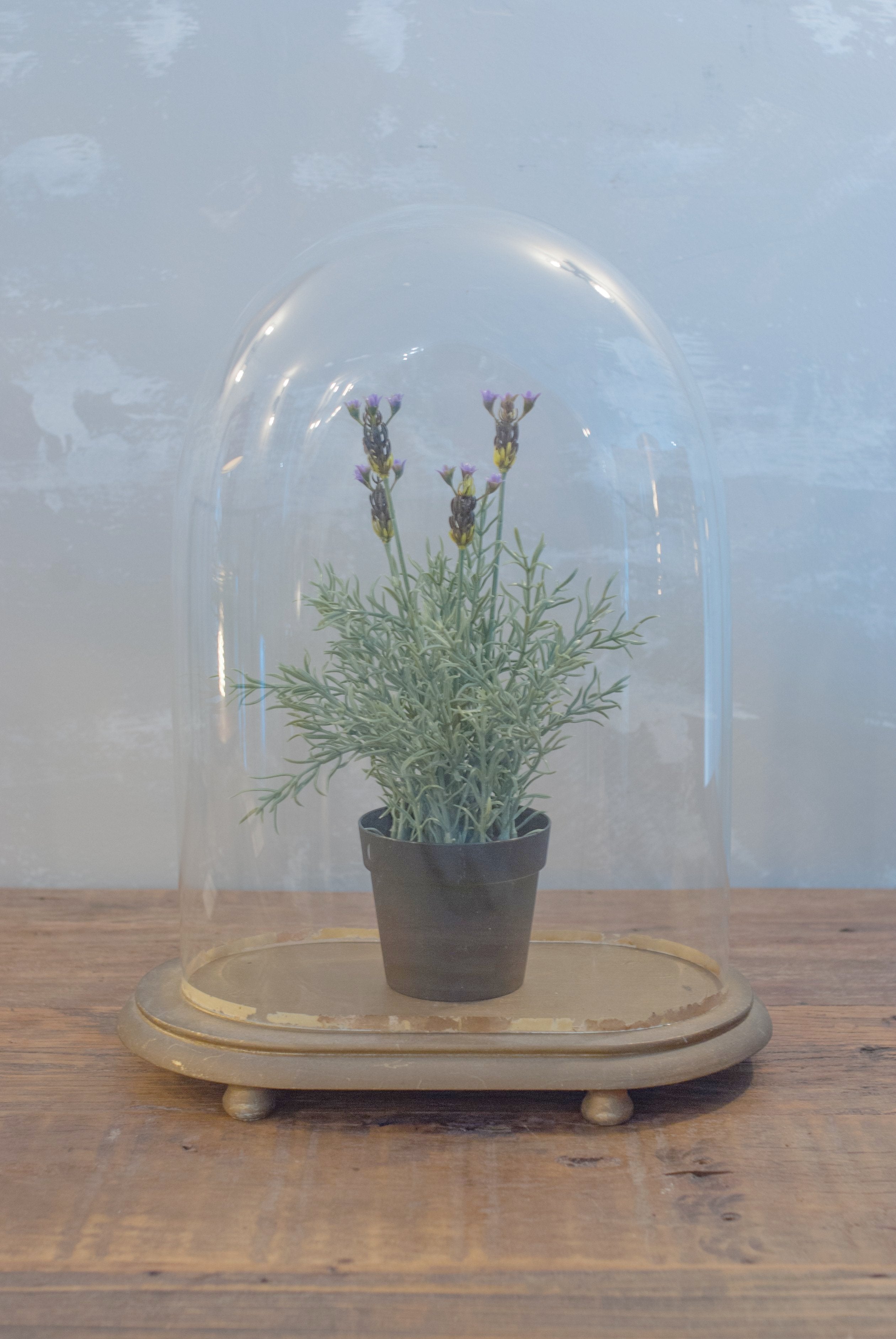 Antique Glass Cloches for Plants - Victorian Style Bell Jars for Terrariums, Cakes, and Home Decor - Perfect for Wedding Centerpieces and Garden Displays