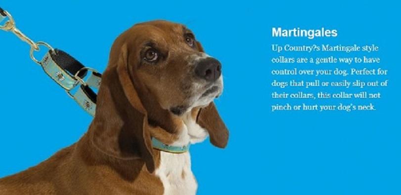 Premium Daisy Martingale Dog Collar - Adjustable & Safe for Training - Perfect for Small to Medium Dogs - Walking, Training, and Everyday Use