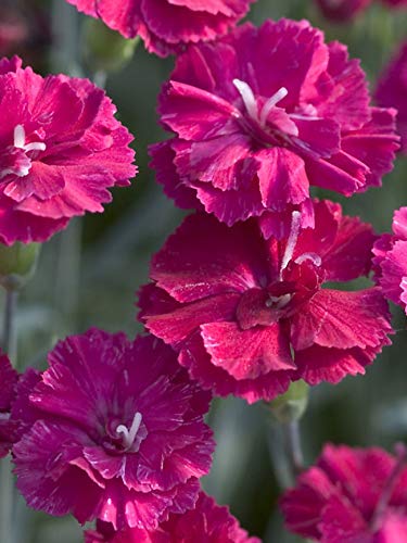 Frosty Fire Dianthus - 40 Live Plants - Dianthus Allwoodii - Fragrant Cold Hardy Groundcover for Rock Gardens, Borders & Landscaping