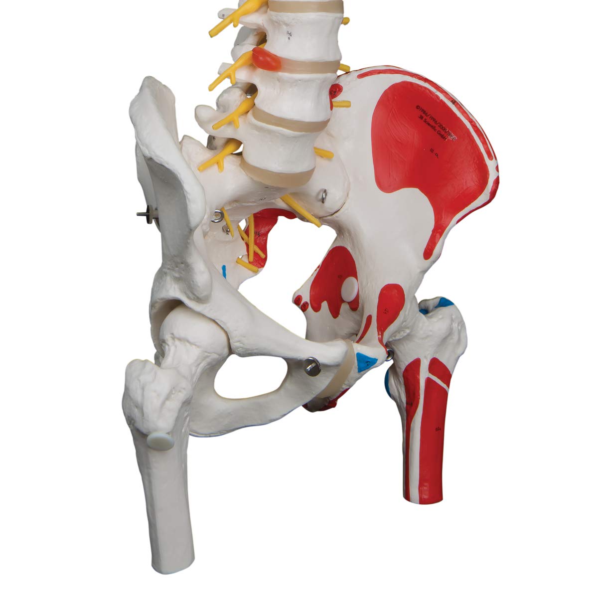 3B Scientific A58/7 Painted Deluxe Flexible Spine with Femur Heads - Anatomically Accurate Human Spine Model for Medical Education & Physical Therapy - Perfect for Classroom, Chiropractic Training & Patient Demonstration