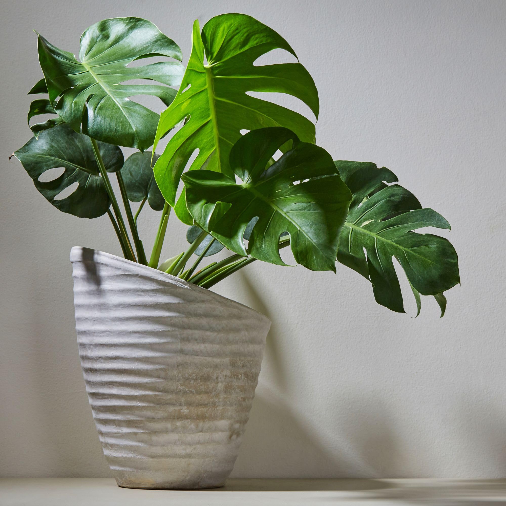 Premium Tropical House Plant Potting Soil Mix - 2 Quarts | Nutrient-Rich Blend for All Indoor Plants | Perfect for Monstera, Pothos & Philodendron | Ideal for Repotting & Healthy Growth