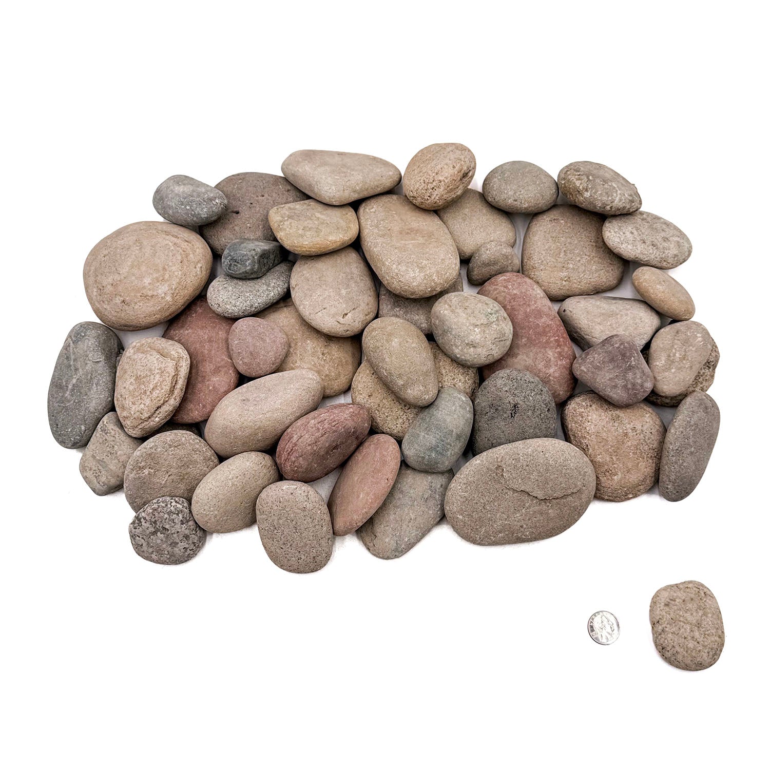 SR Aquaristik River Skippers Fish Food - 1.5-12cm Size, 22 lb Bulk Box - Premium Aquatic Diet for Freshwater Fish, Ideal for Ponds & Aquariums