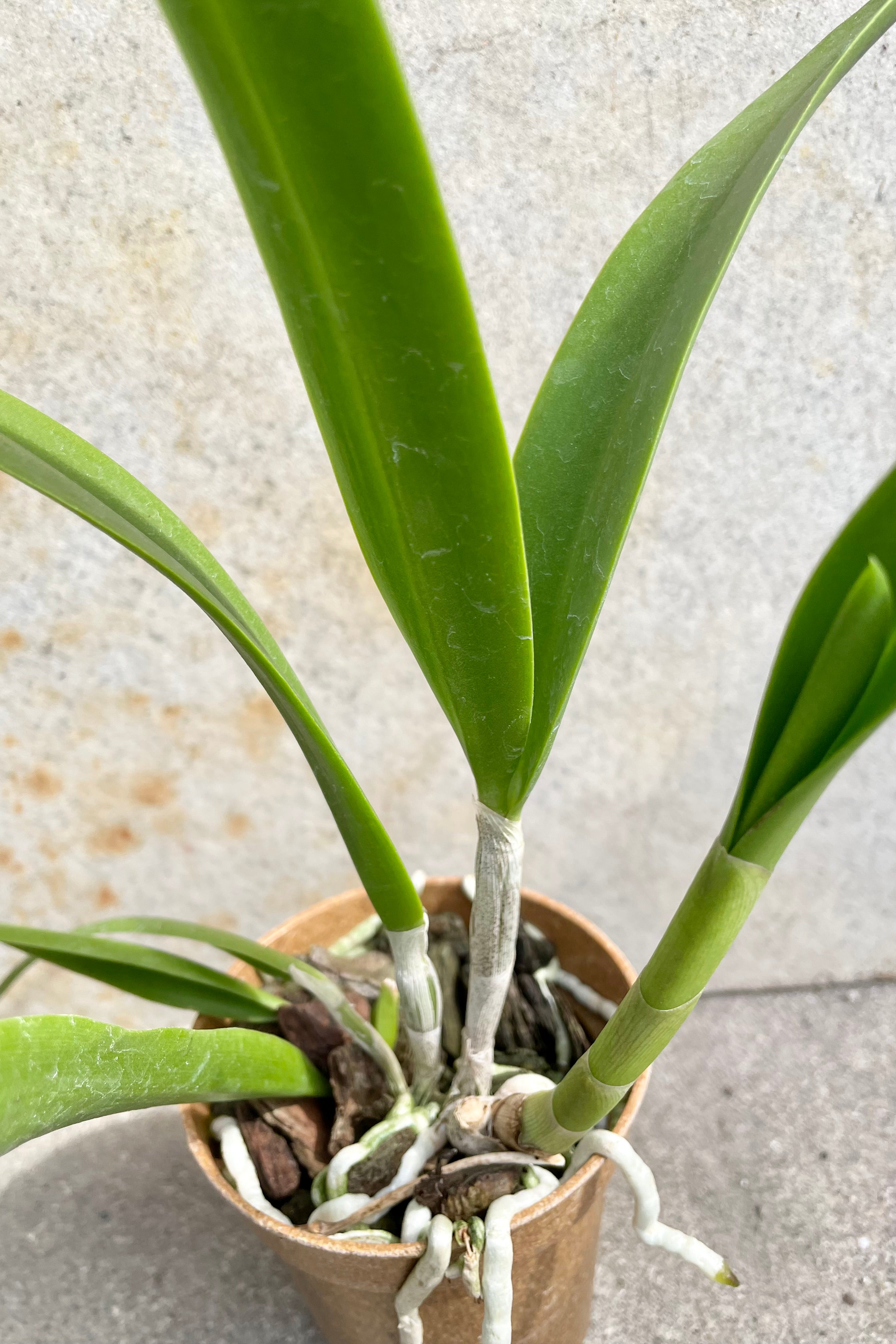 Brassavola Orchid 3.5