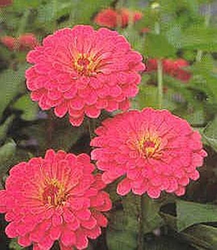 Zinnia Benary Giant Salmon Rose Annual Seeds - Premium Flower Seeds for Vibrant Garden & Bouquets - Perfect for Home Gardens, Landscaping & DIY Floral Arrangements