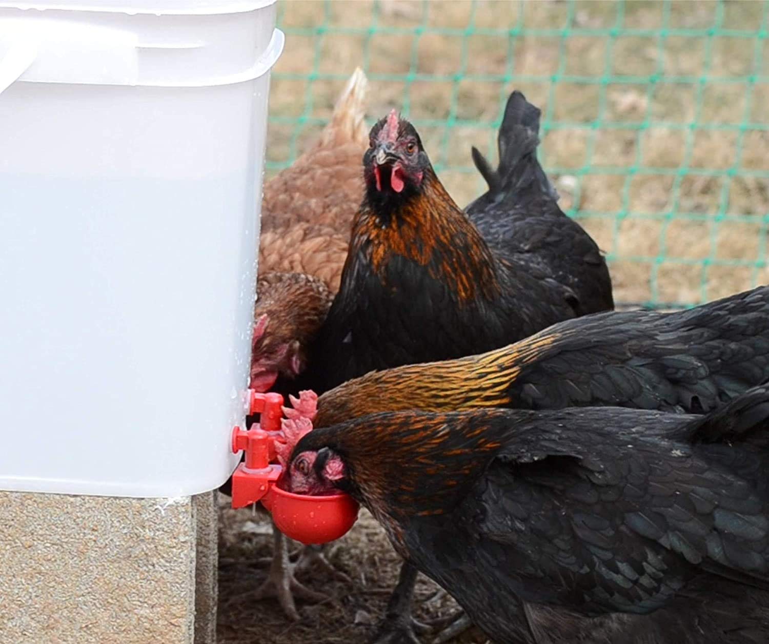 Poultry Chicken Water Cup Waterer Kit - 6 Pack + 1 Free (7 Total) for Coop, Farm, Backyard & Outdoor Use