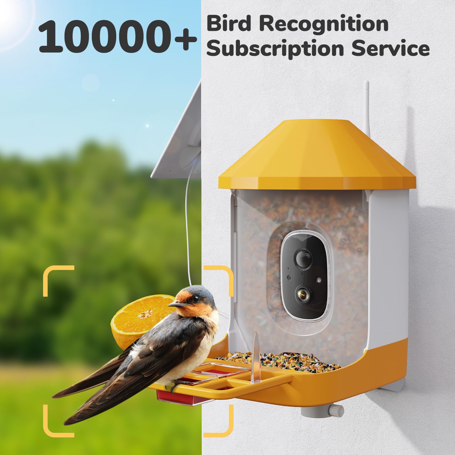 Dzees Smart Bird Feeder with Camera - Solar Powered AI Bird Identification, 32GB Storage, HD Video Capture & Instant Alerts | Perfect for Backyard Bird Watching, Nature Lovers & Unique Family Gifts