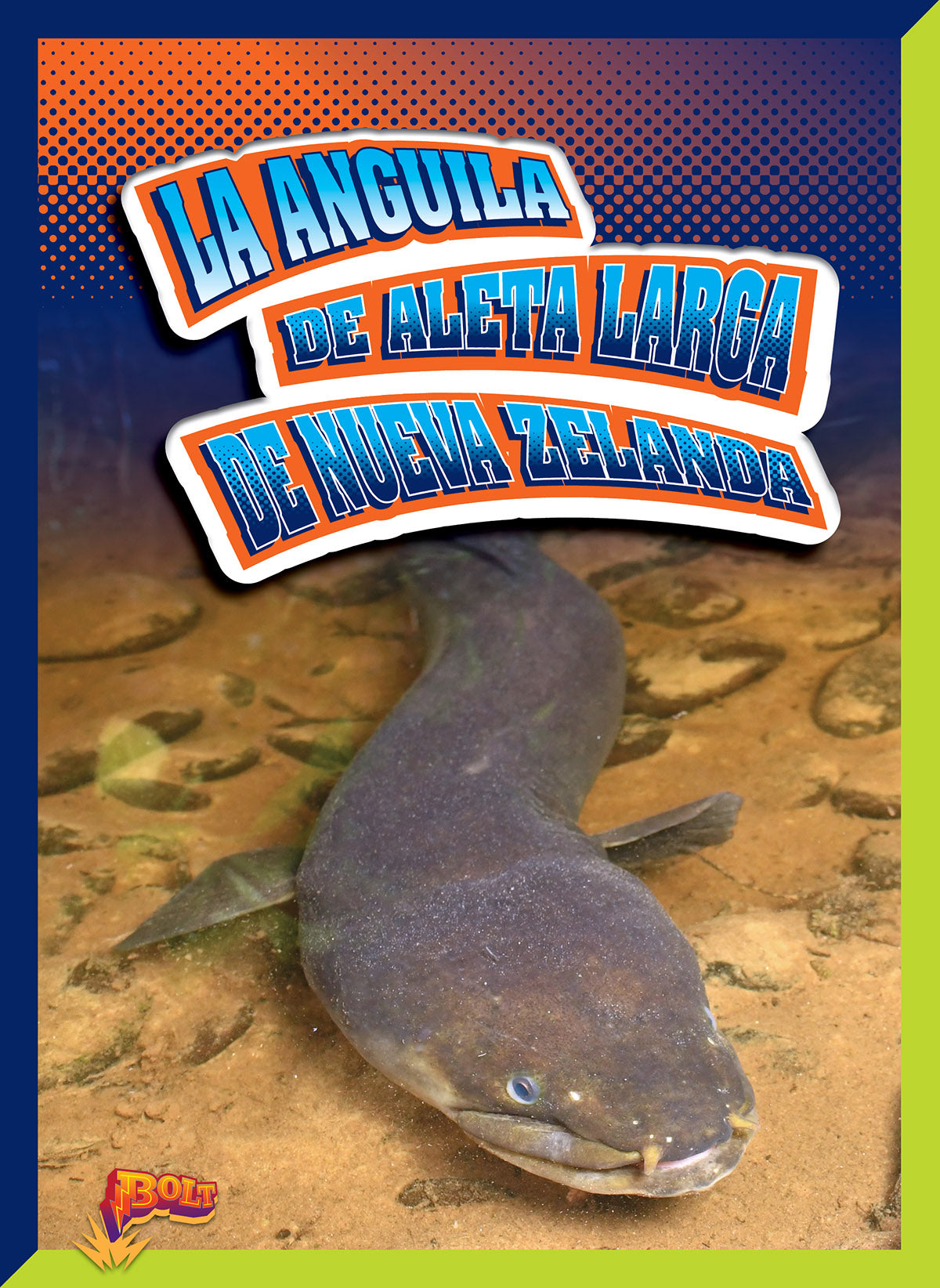 Premium New Zealand Longfin Eel - Freshwater Delicacy for Sushi, Grilling & Gourmet Cooking