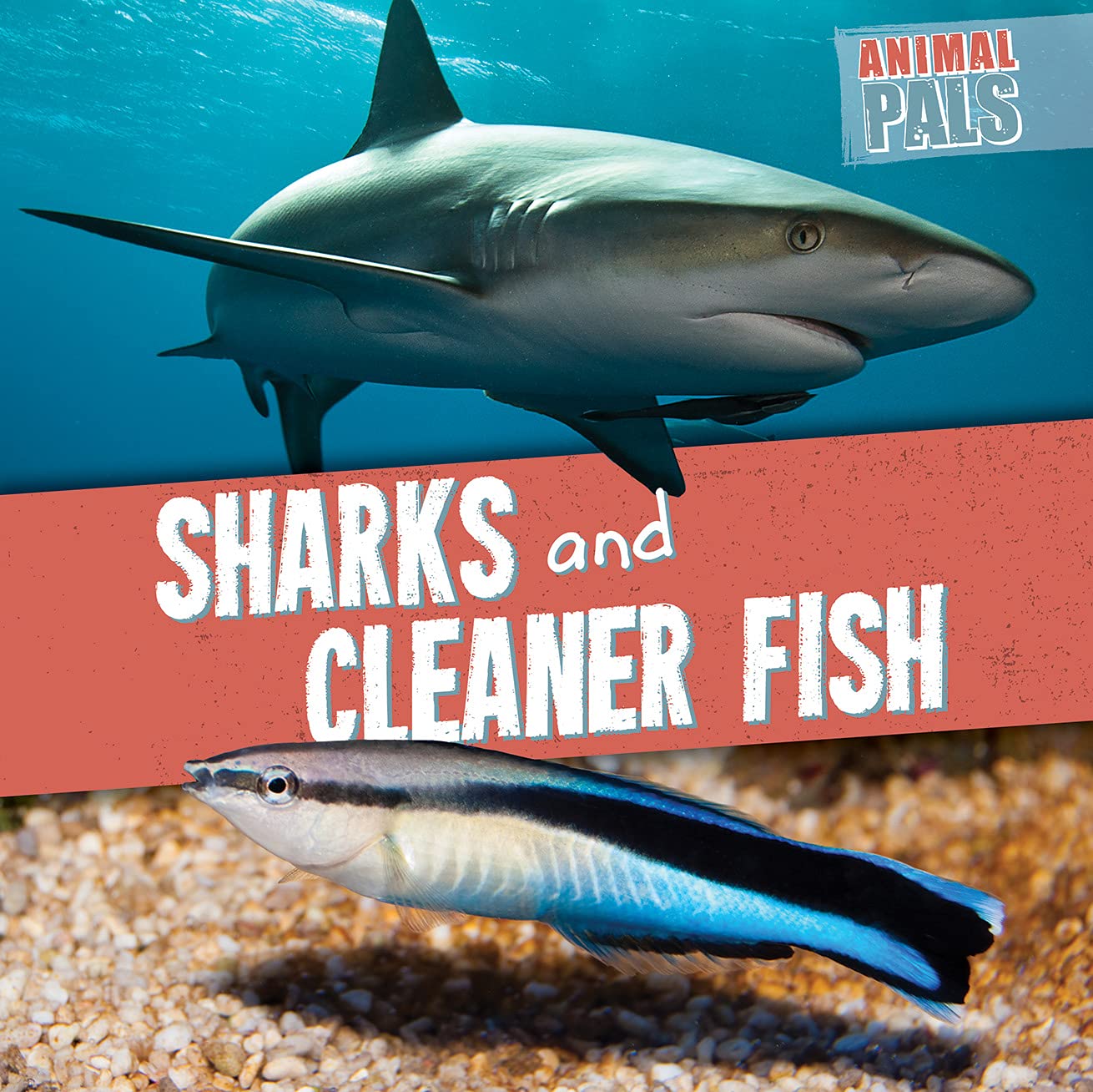 Sharks and Cleaner Fish - Animal Pals Book for Kids | Ocean Wildlife Educational Story | Perfect for Classroom Learning & Bedtime Reading