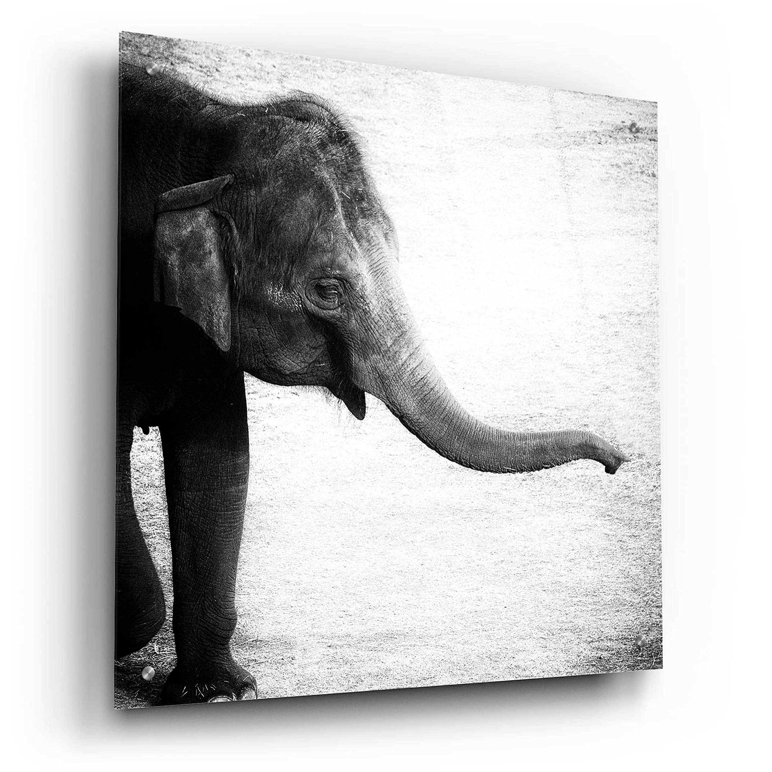 Debra Van Swearingen 'Elephant II' Acrylic Glass Wall Art - 24x24 Inch Modern Abstract Animal Painting for Living Room, Bedroom & Office Decor