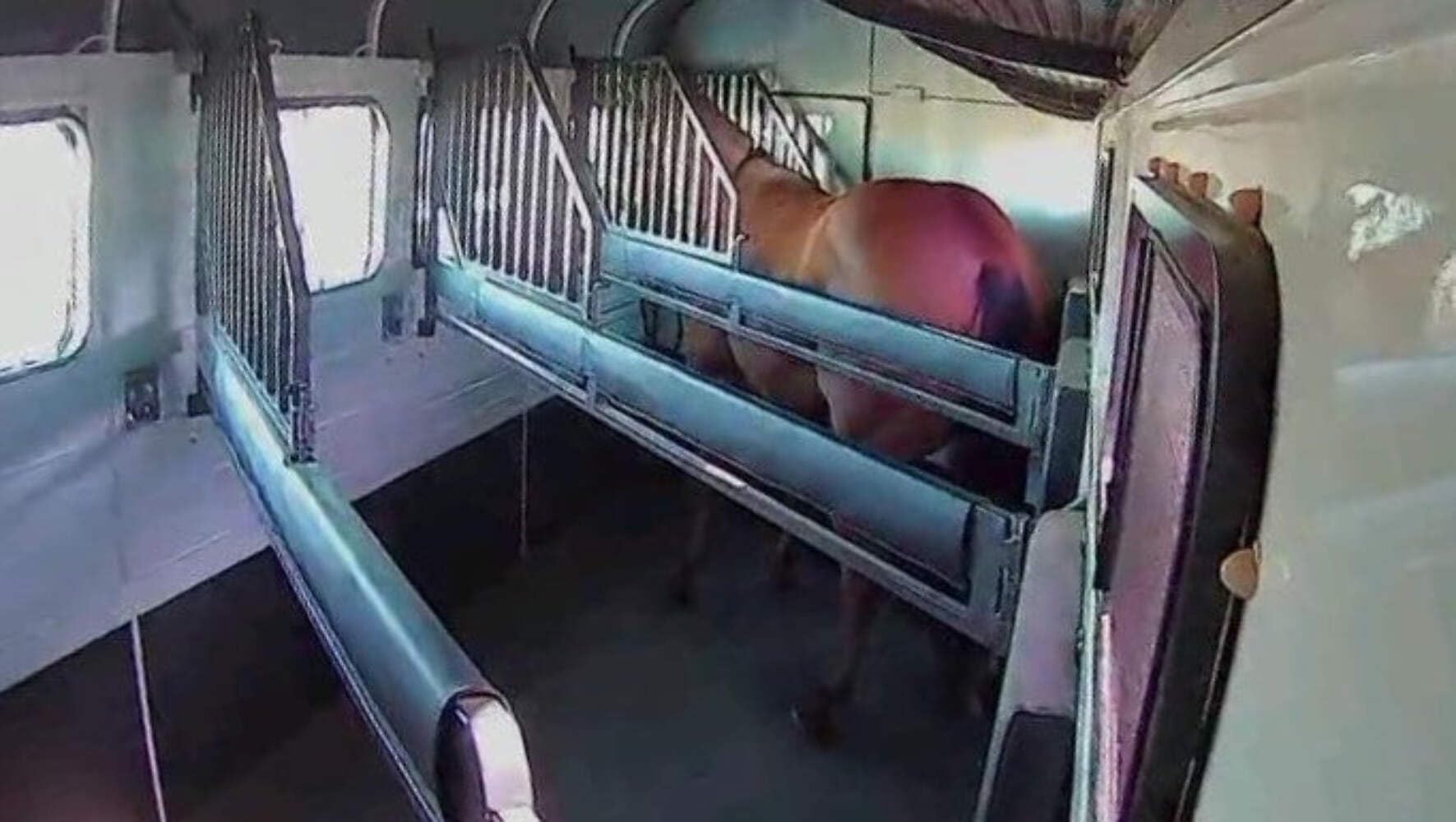 Equine Eye Voyager - Wireless Horse Trailer Camera System with Night Vision & Audio | 8-Hour Battery Life | No WiFi Needed | Real-Time Mobile Monitoring for iPhone & Android | Perfect for Trailering, Transporting & Stable Security