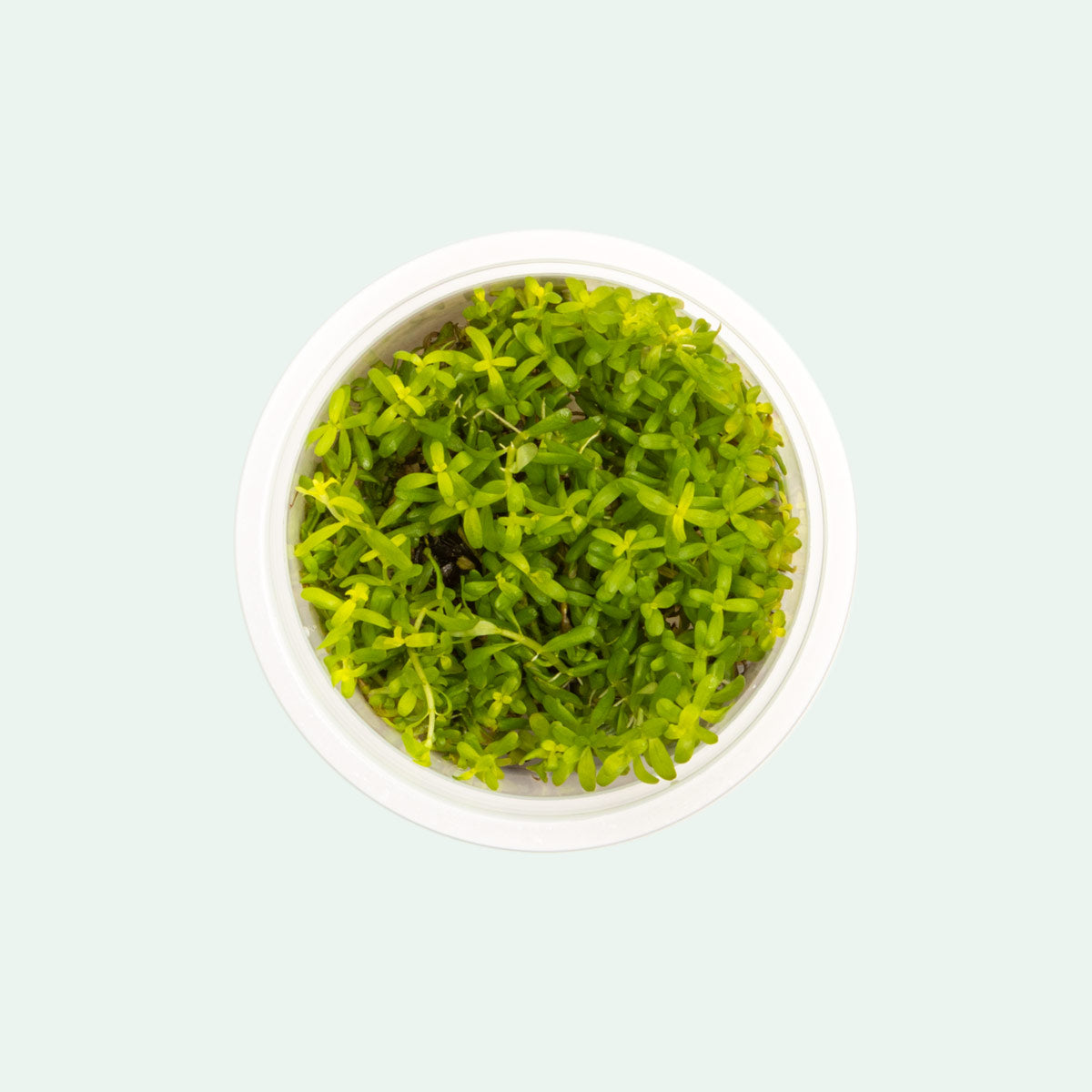 Rotala Wayanad Live Aquarium Plant - Freshwater Aquatic Plant for Fish Tank Decoration | Perfect for Aquascaping, Shrimp Tanks & Planted Aquariums