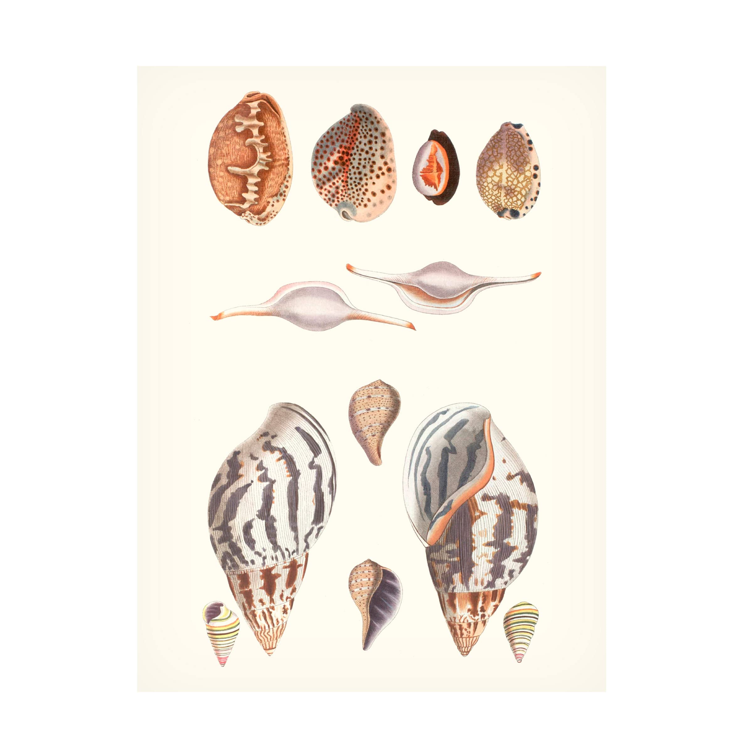 Trademark Fine Art 'Shell Collection II' Canvas Wall Art by Vision Studio - Perfect for Beach House Decor, Coastal Living Room, and Nautical Bedroom