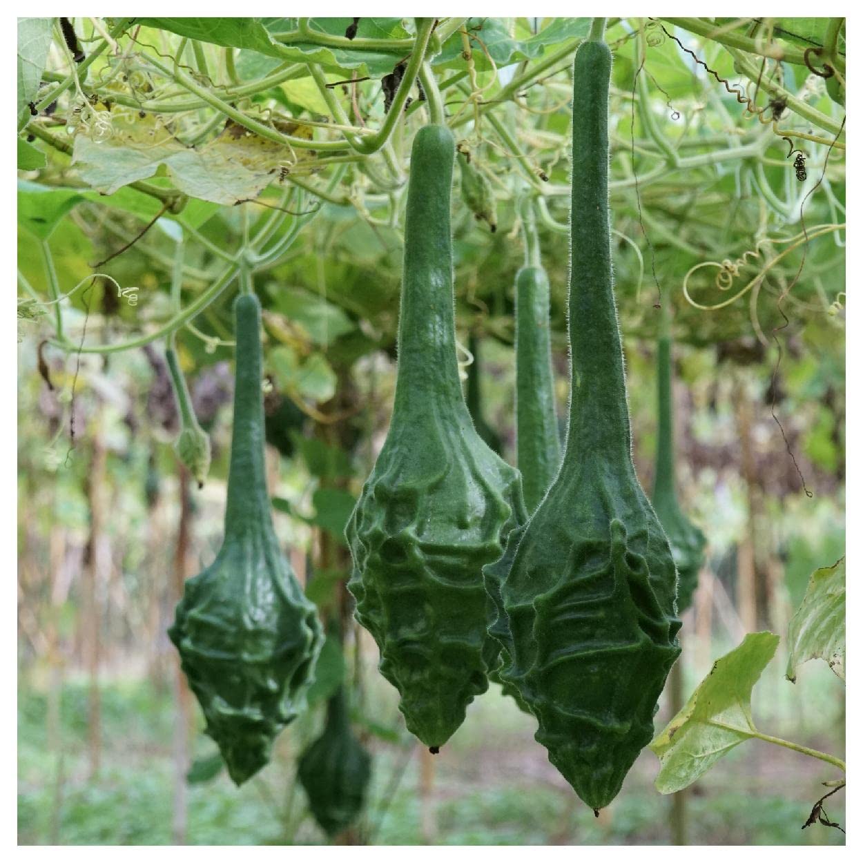Everwilde Farms - 1 Lb Caveman's Gourd Seeds - Premium Gold Vault Packaging - Perfect for Home Gardening, DIY Crafts, and Unique Gift Ideas