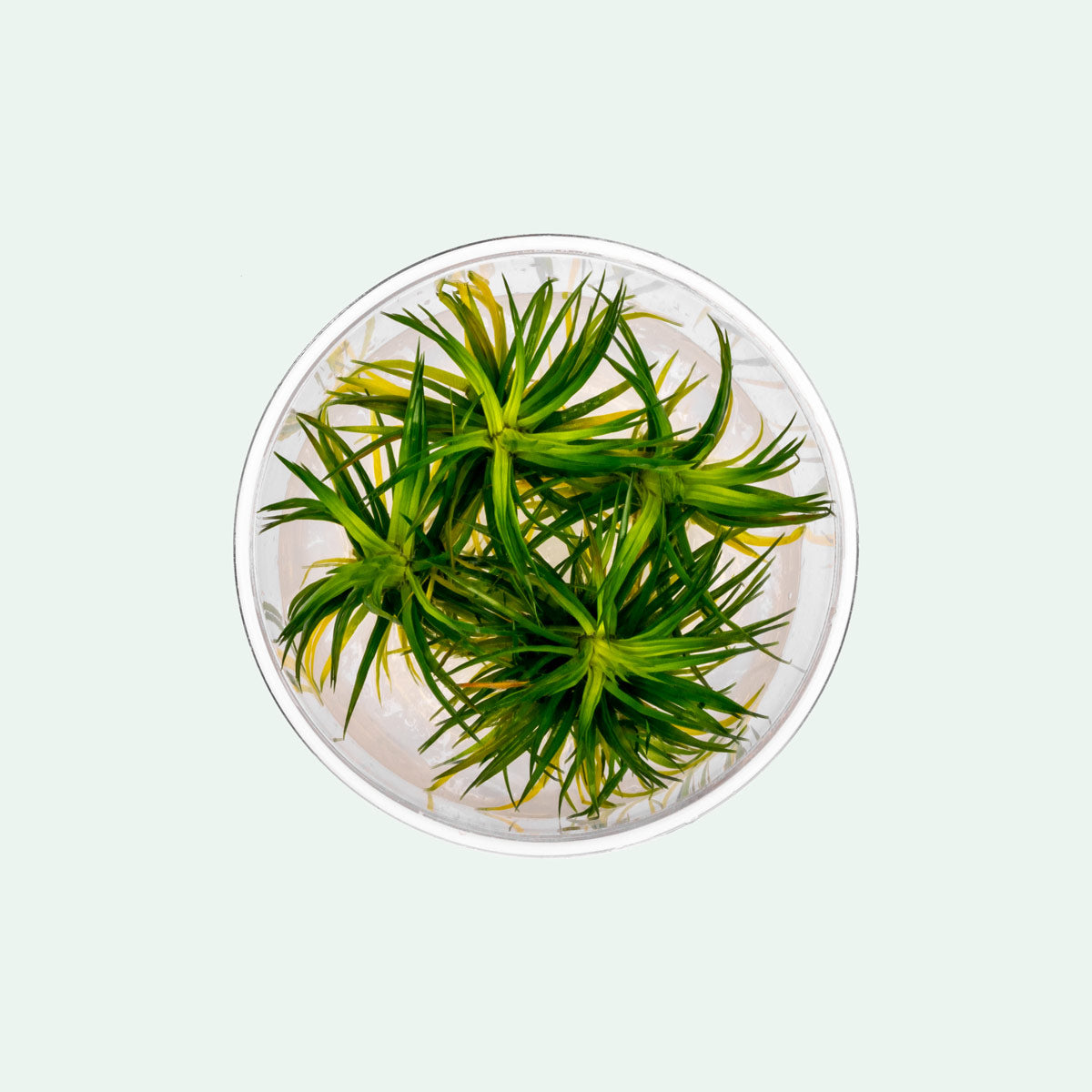Eriocaulon Cinereum Aquatic Plant - Live Freshwater Aquarium Plant for Fish Tanks, Nano Tanks & Aquascaping | Perfect for Shrimp Tanks, Planted Aquariums & Water Gardens