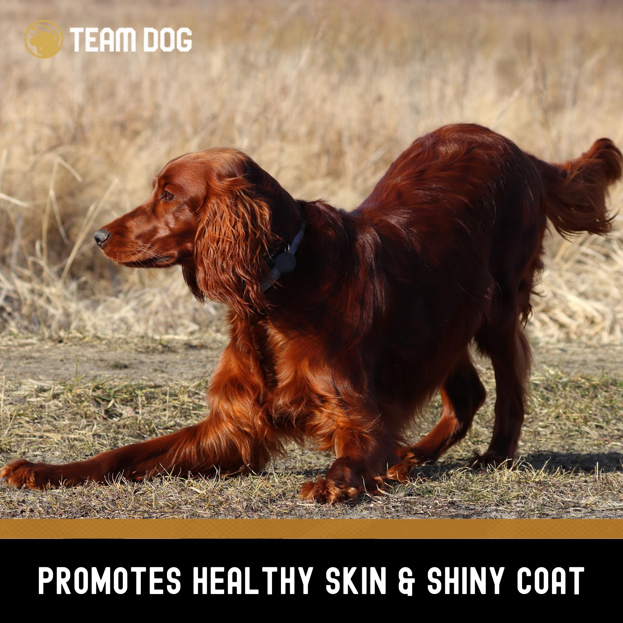 Premium Freeze-Dried Wild Alaskan Salmon Dog Treats - Single Ingredient, Grain-Free & Gluten-Free - Rich in Omega 3 for Healthy Skin & Coat - 4 Chews per Bag - Perfect for Training Rewards & Dental Health
