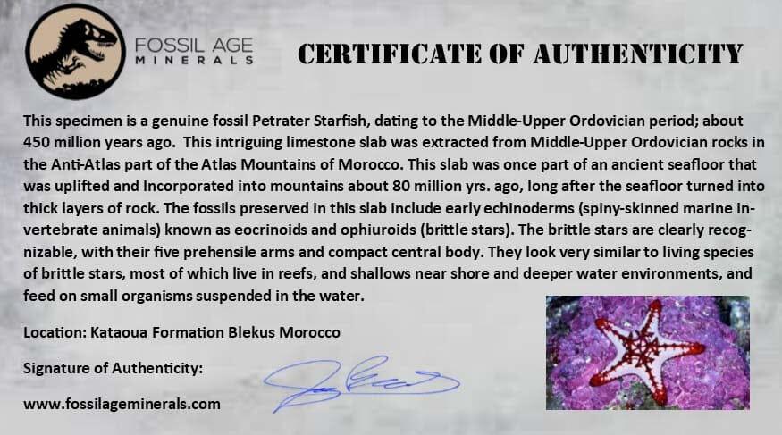 28MM Brittlestar Petraster Starfish Fossil - Ordovician Age Blekus Morocco with COA - Perfect for Collectors, Home Decor & Educational Displays