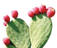 Organic Nopal Cactus Juice & Prickly Pear Juice - Antioxidant Superfruit for Digestion & Joint Support | Vegan, Non-GMO, 4 Bottles (32oz Each) | Perfect for Smoothies, Detox Drinks & Immune Boosting