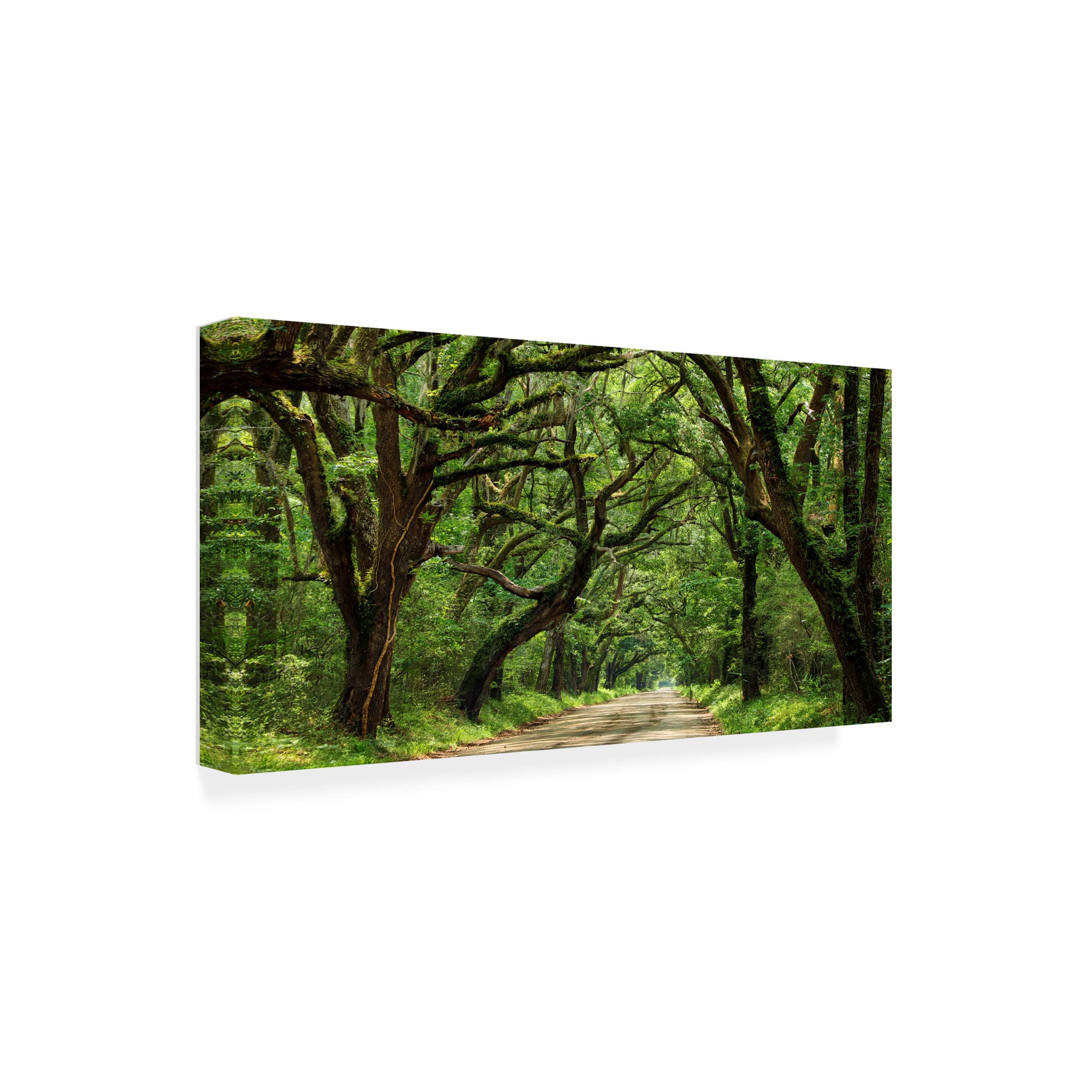 James McLoughlin 'Canopy Road Panorama IV' Canvas Wall Art Print - 12x24 Inches - Modern Landscape Painting for Living Room, Bedroom & Office Decor