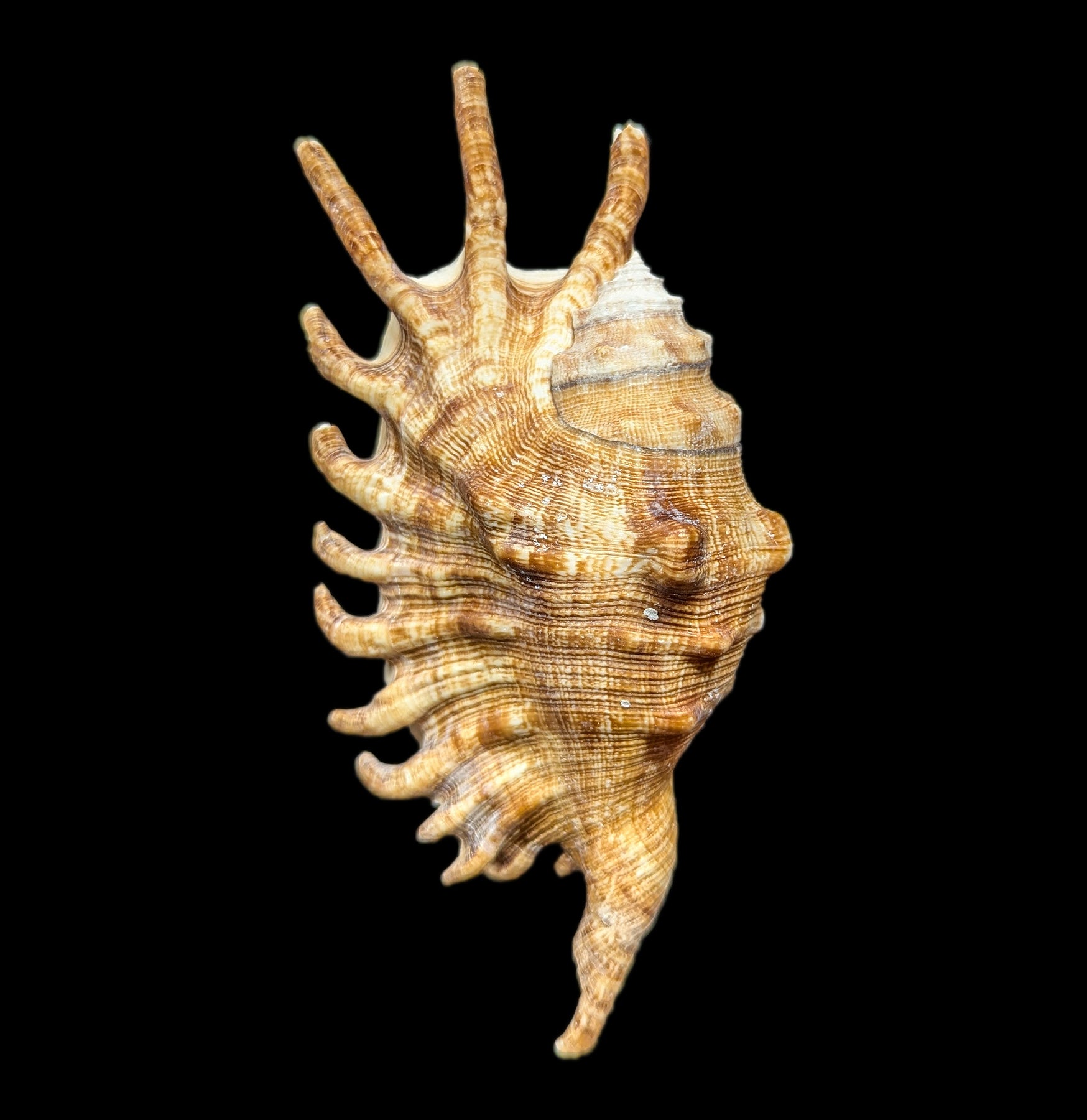 Millipede Spider Shell - Realistic Insect Exoskeleton Specimen for Science Education & Nature Collections | Perfect for Halloween Decor, Biology Classrooms & Entomology Displays