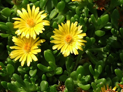 Gold Nugget Ice Plant (Delosperma) - 72 Plant Plug Flat for Ground Cover | Drought-Tolerant, Low-Maintenance Succulent for Rock Gardens, Slopes & Xeriscaping