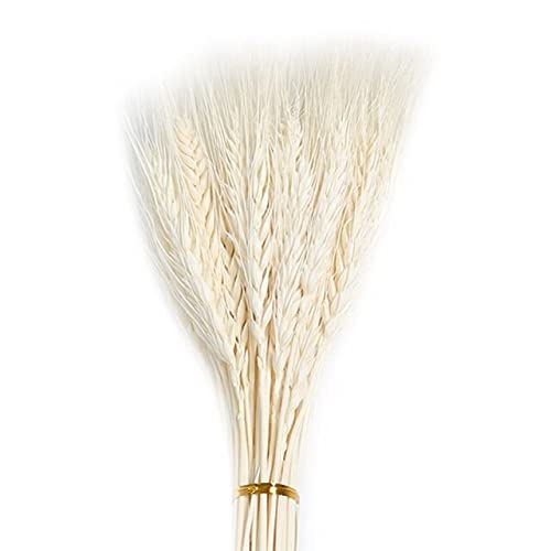 50Pcs Natural Wheat Ear & Pampas Grass Dried Flowers - Real Rabbit Tail Grass for Wedding Decor, DIY Crafts, Scrapbooking & Bouquet Arrangements - Perfect for Rustic Weddings, Home Decor & Seasonal Centerpieces