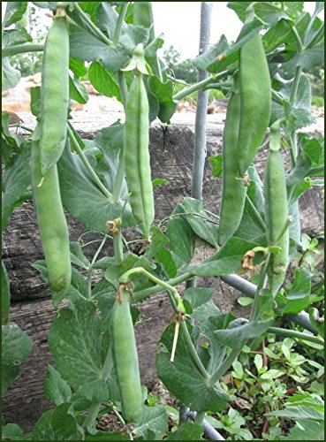 Bulk Organic Non-GMO Little Marvel Pea Seeds (5 Lb) - Perfect for Home Gardening, Sustainable Farming & Healthy Cooking