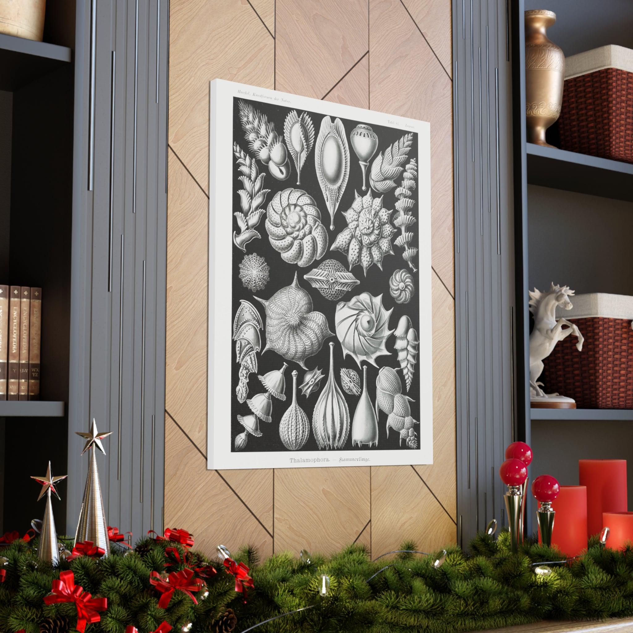 Ernst Haeckel Thalamophora Kammerlinge Art Print - Premium Canvas Wall Decor for Living Room, Bedroom & Office